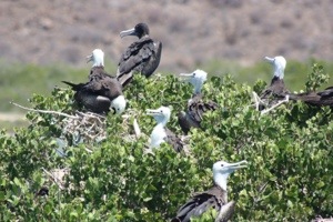 La colonia delle Fregate.